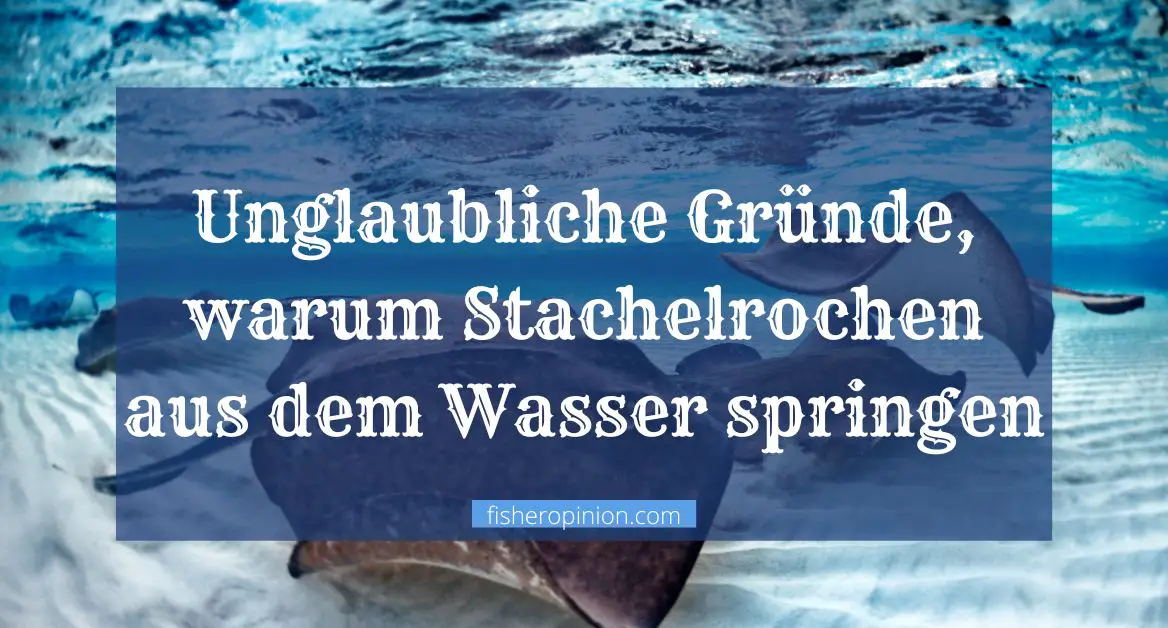 Unglaubliche Gr Nde Warum Stachelrochen Aus Dem Wasser Springen