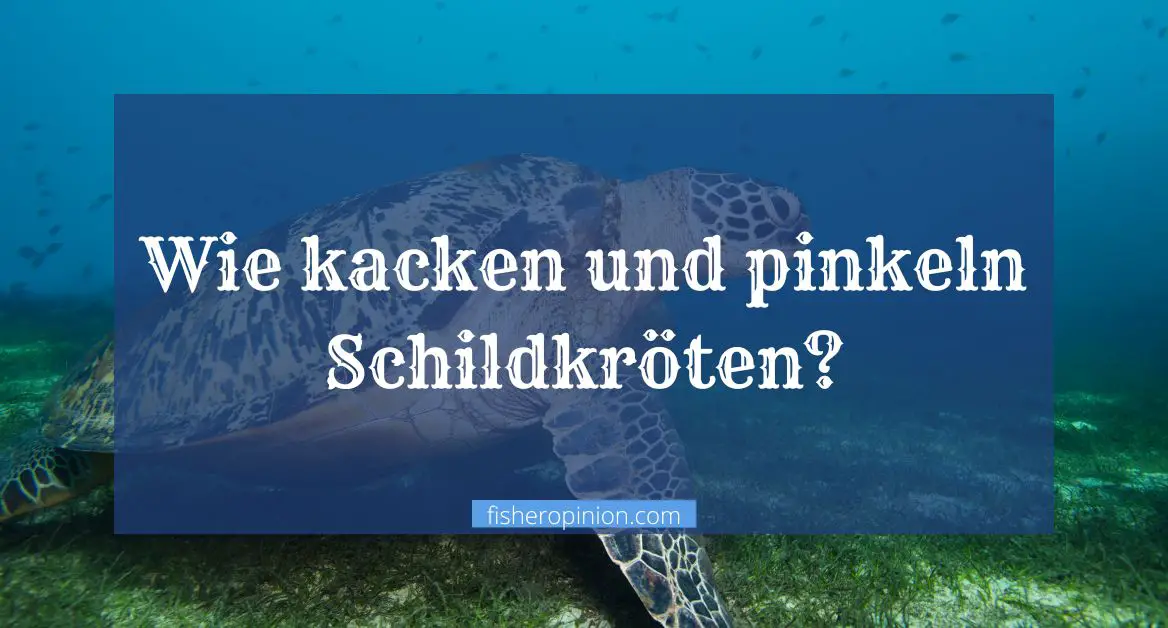 Wie kacken und pinkeln Schildkröten