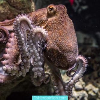 An In-Depth Look at the Sad Fate, Why Do Male Octopuses Die After Mating?