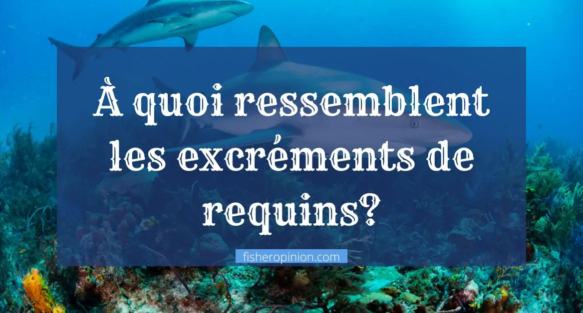 À quoi ressemblent les excréments de requins