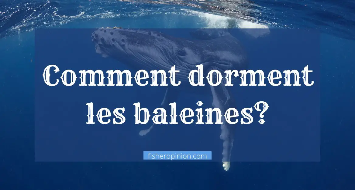 comment dorment les baleines dans l eau