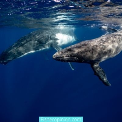 Comment les baleines se défendent-elles