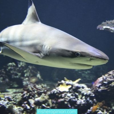 Les requins mangent-ils des baleines dans l’océan