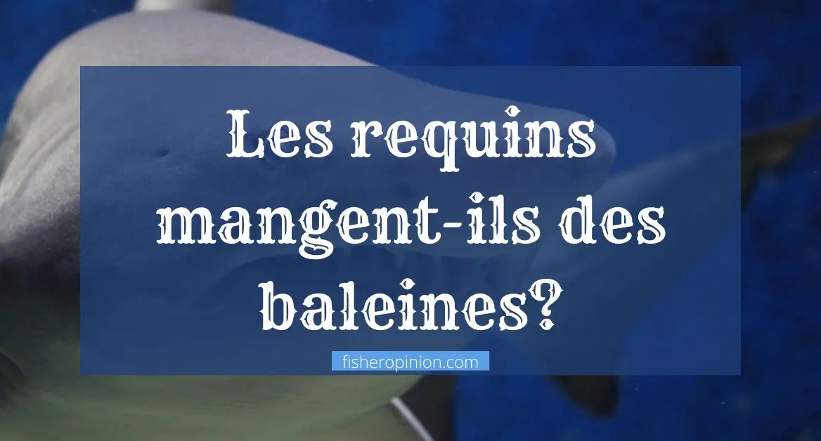 Les requins mangent-ils des baleines