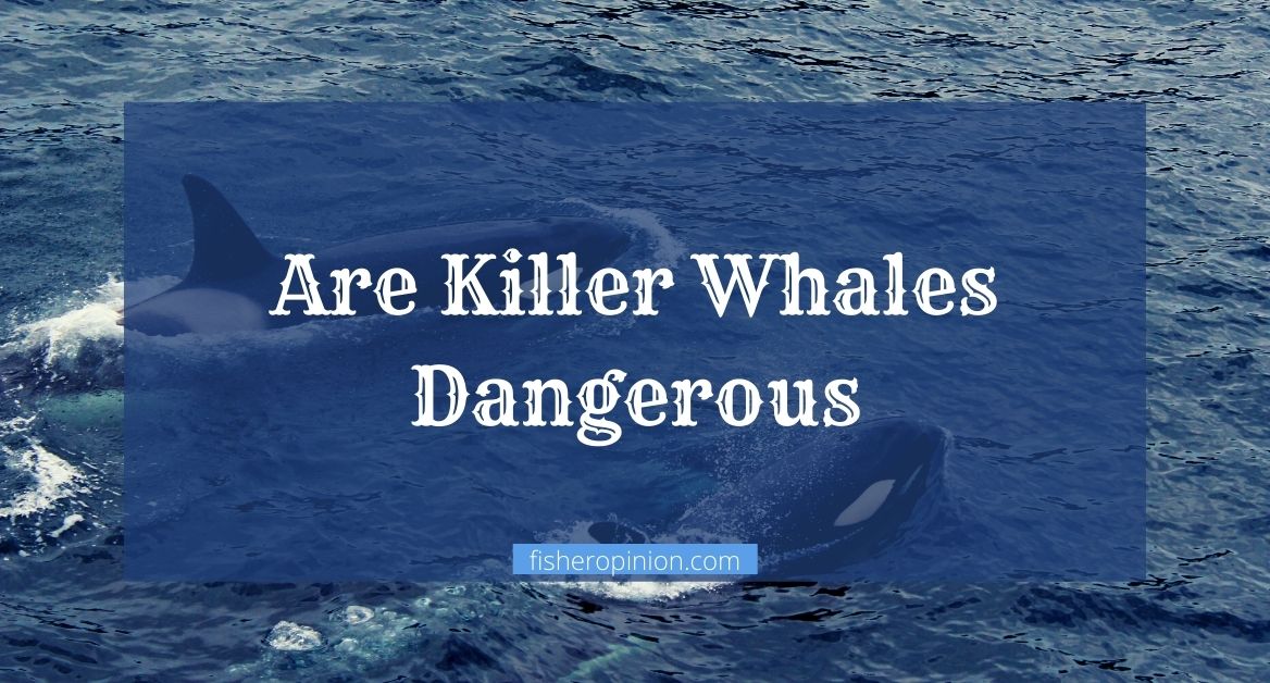 Are Killer Whales Dangerous