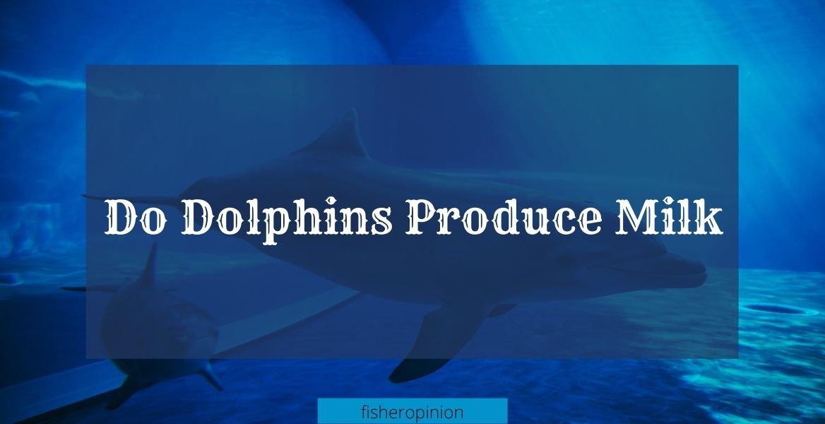 Do Dolphin Produce Milk