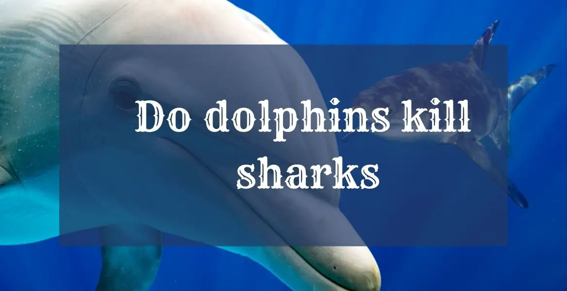 Do dolphins kill sharks