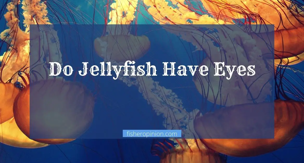 Do Jellyfish Have Eyes