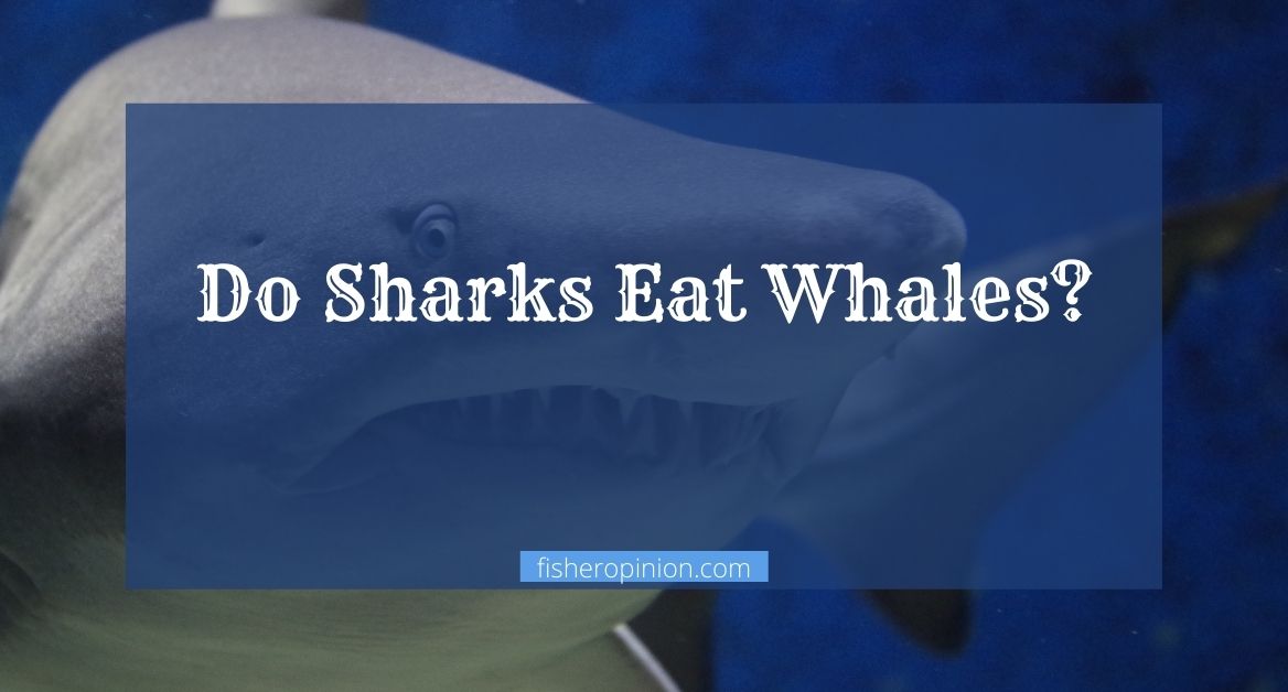 Do Sharks Eat Whales