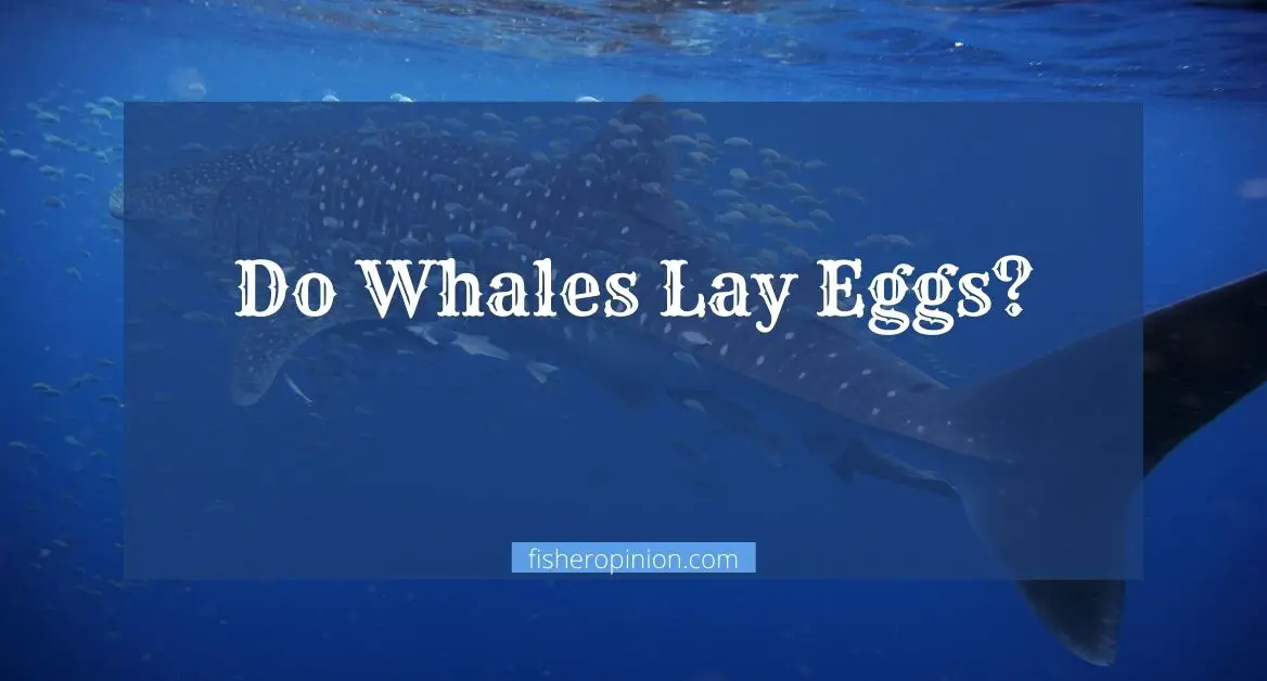 Do Whales Lay Eggs