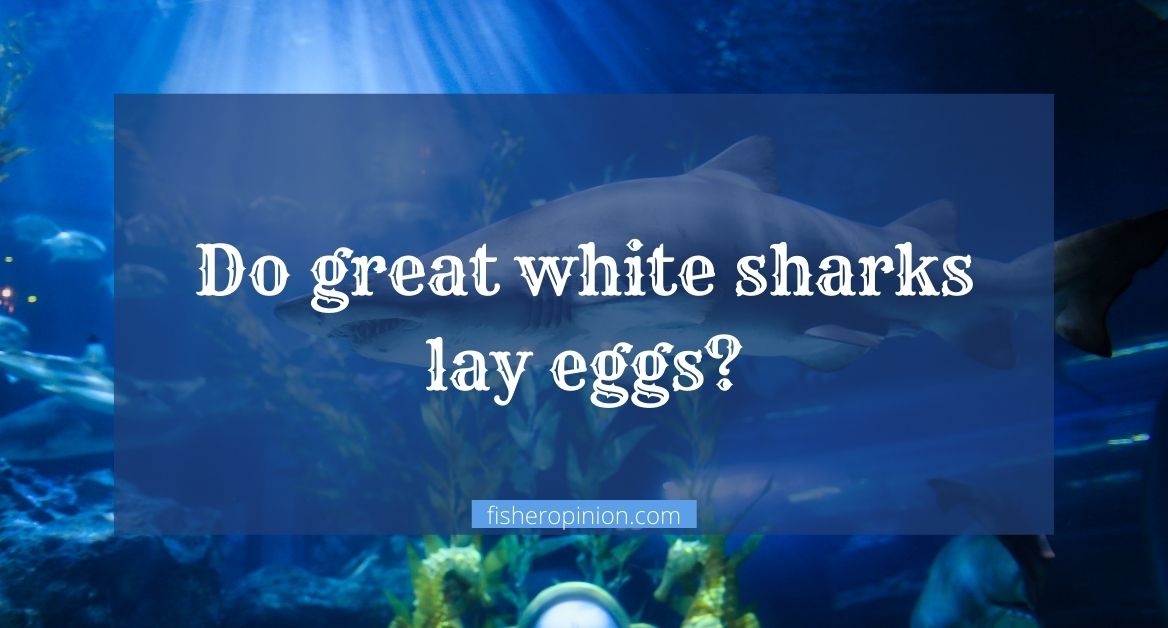Do great white sharks lay eggs