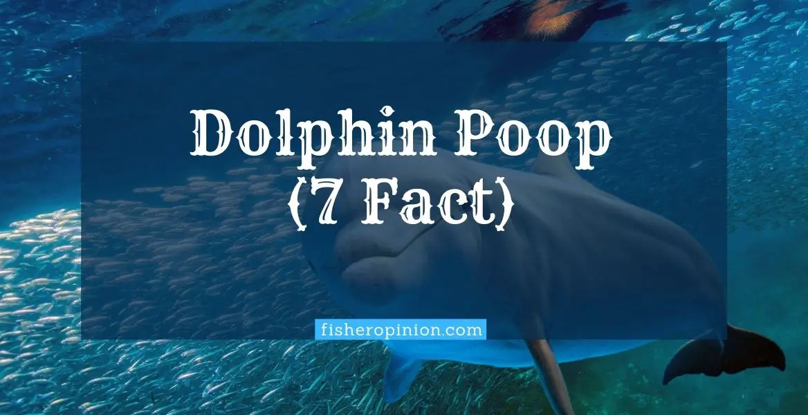 Dolphins Poop