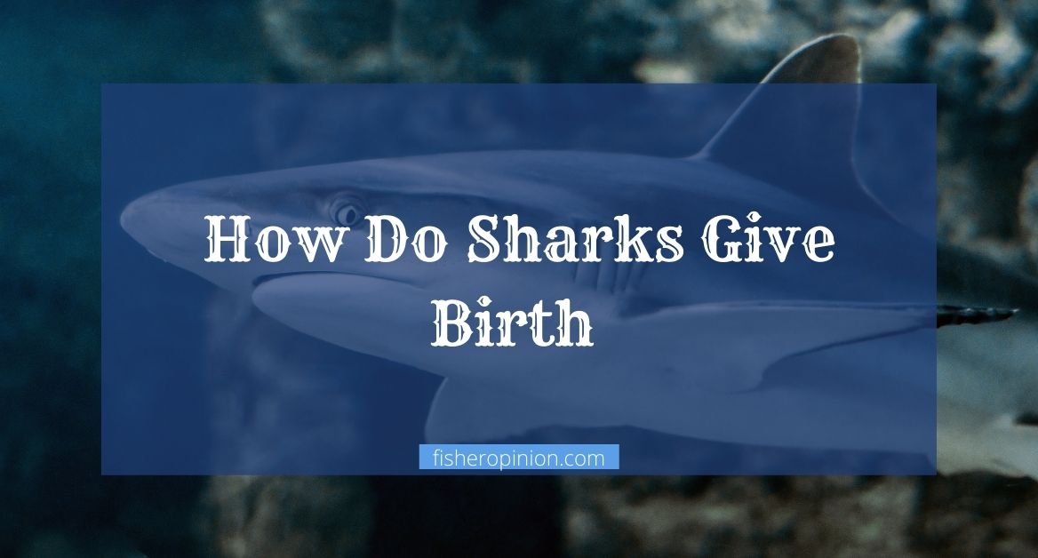 How Do Sharks Give Birth