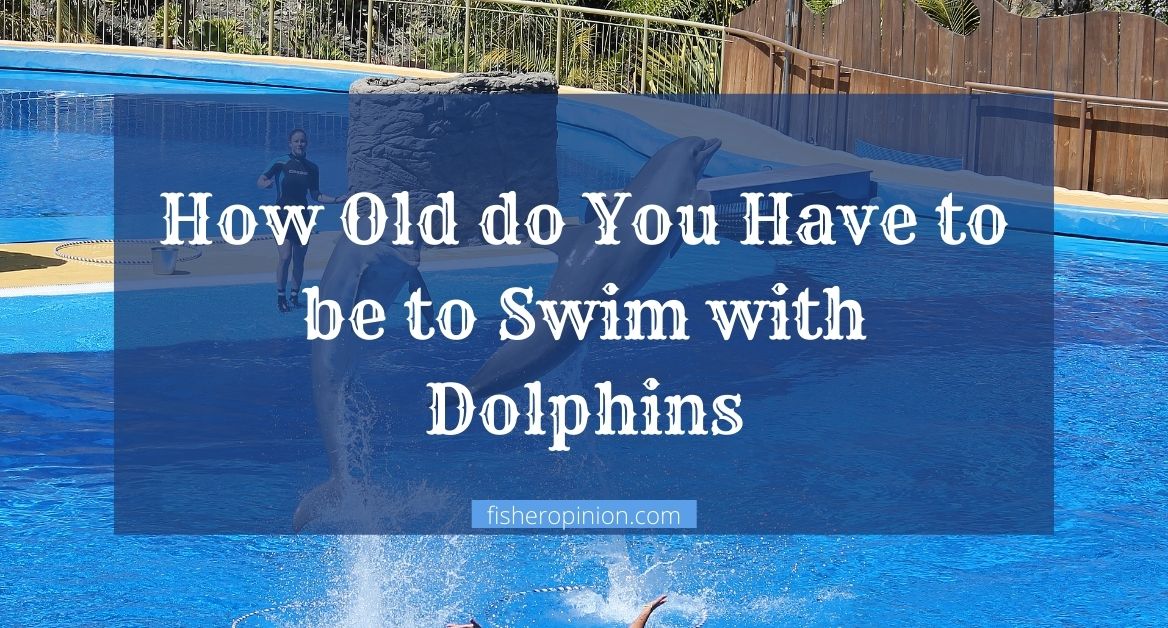 How Old do You Have to be to Swim with Dolphins