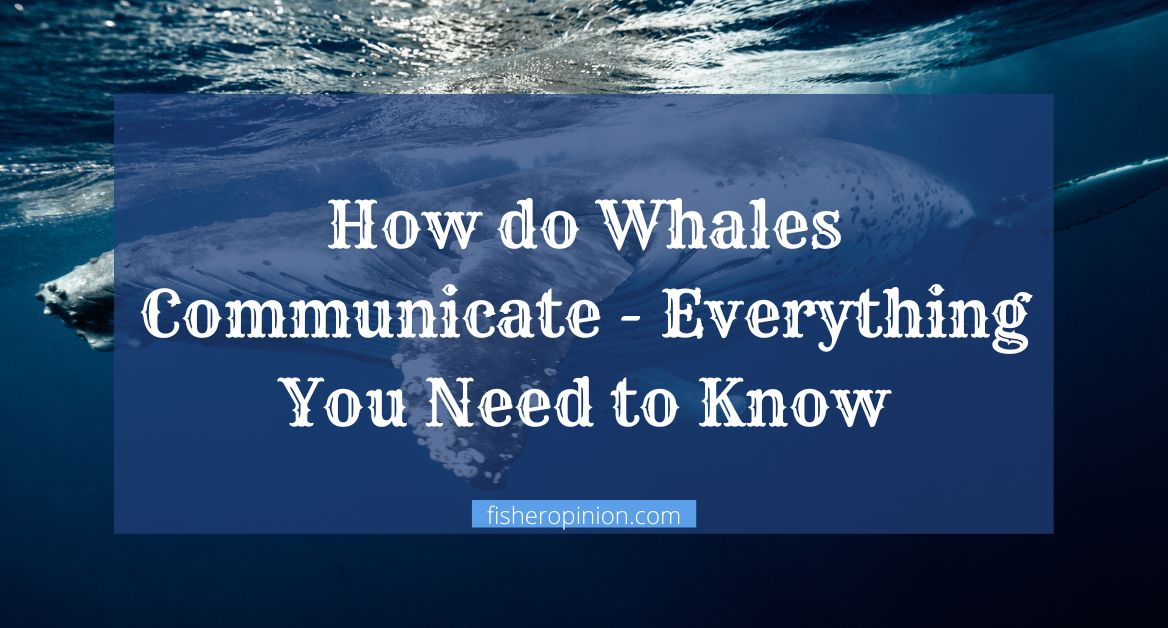 How do Whales Communicate