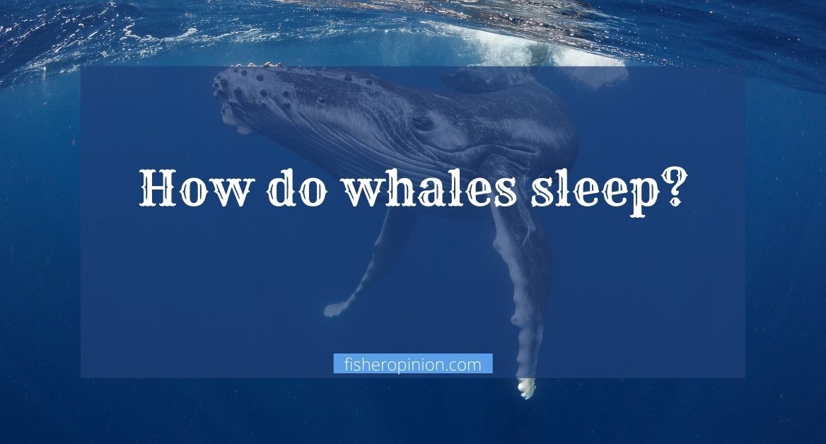 How do whales sleep