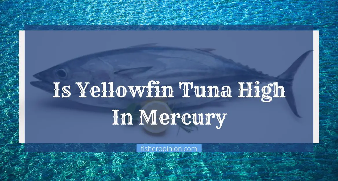 Is Yellowfin Tuna High In Mercury