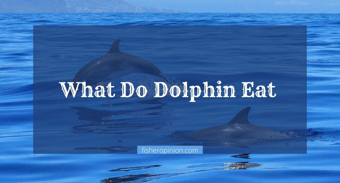 What Do Dolphin Eat