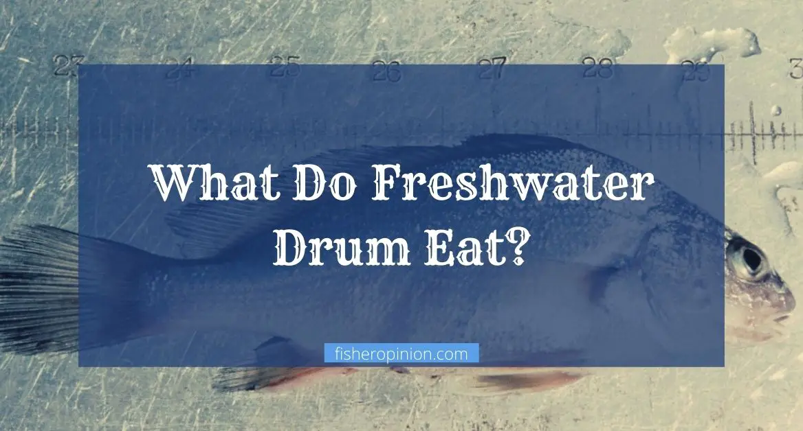 What Do Freshwater Drum Eat