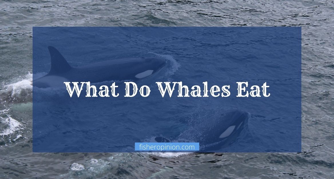 What Do Whales Eat