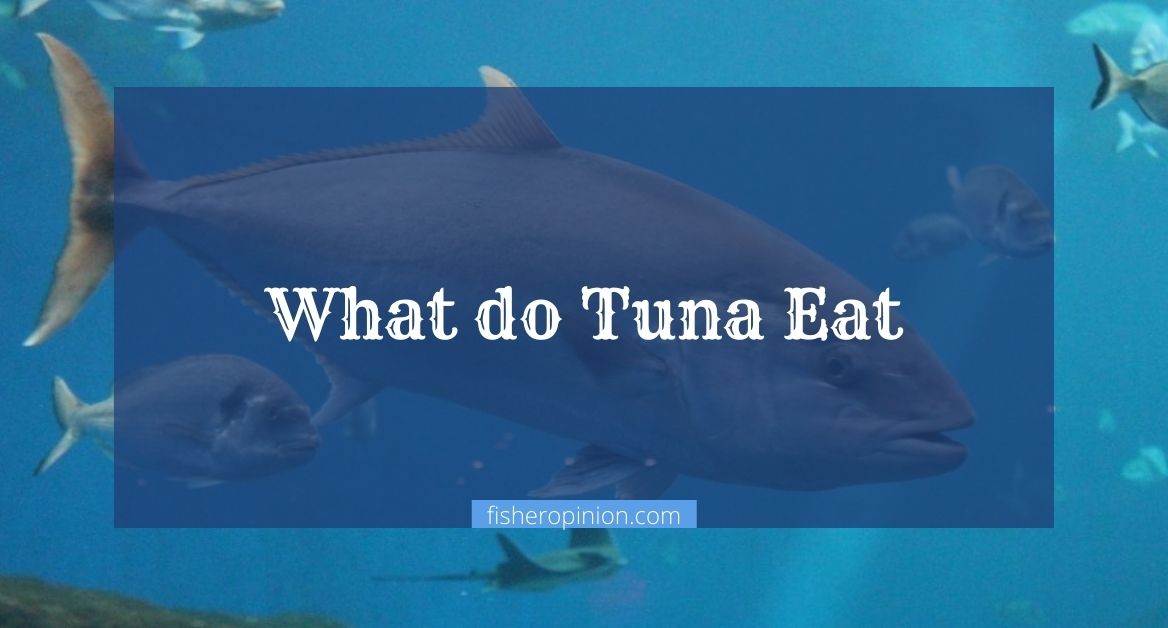 What do Tuna Eat
