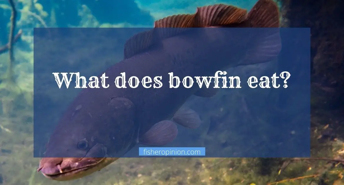 What does bowfin eat