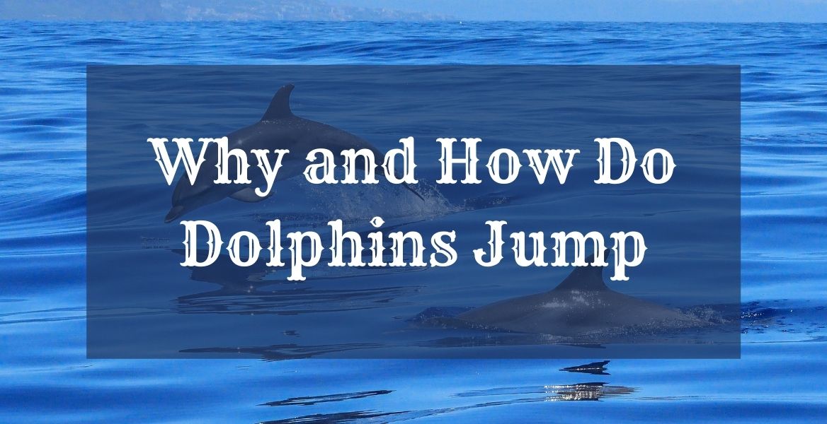 Why Do Dolphins Jump
