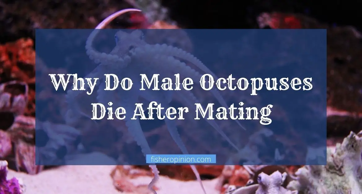 Why Do Male Octopuses Die After Mating