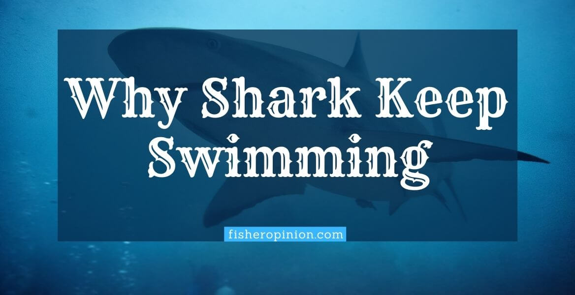 Why Shark Must Keep Swimming