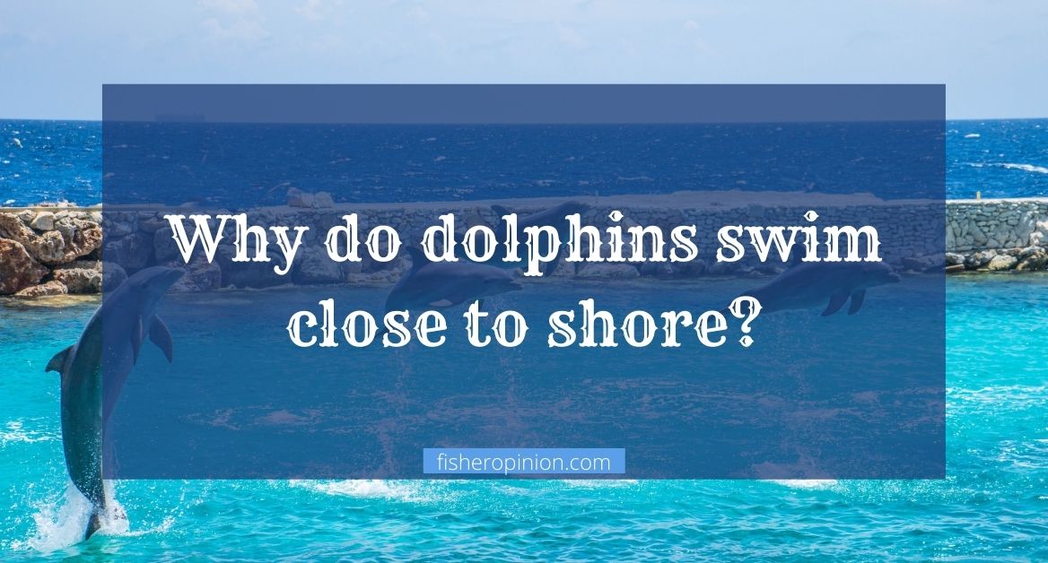 Why do dolphins swim close to shore