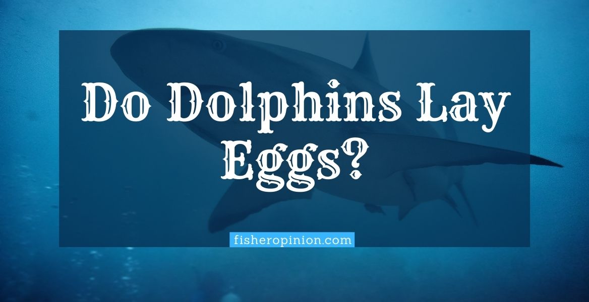 dolphin lay eggs