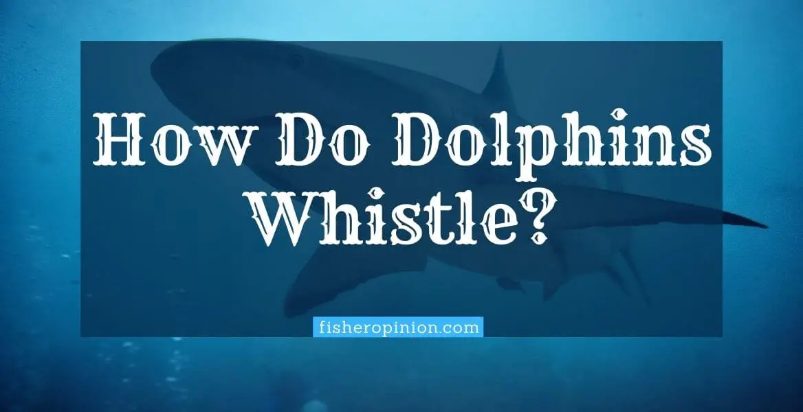 how do dolphins whistle