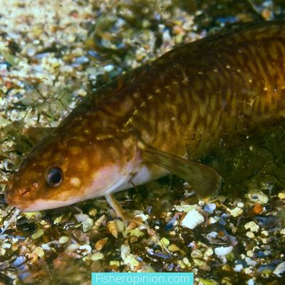 Are Bowfin And Burbot the Same