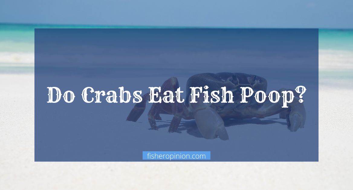 Do Crabs Eat Fish Poop