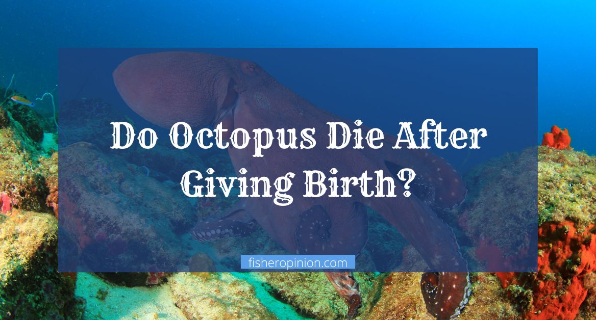 Do Octopus Die After Giving Birth