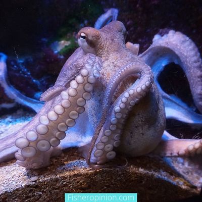 Do Octopus Lay Eggs
