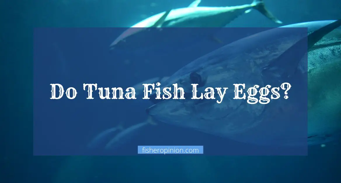 Do Tuna Fish Lay Eggs