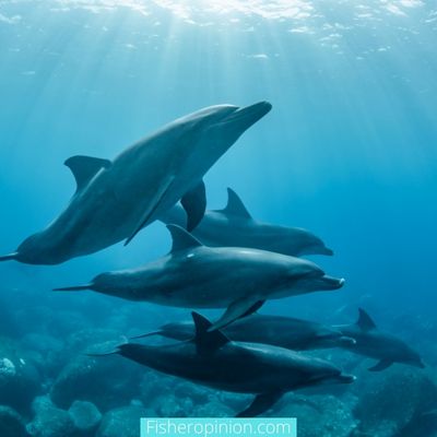 Dolphins Swim In Group