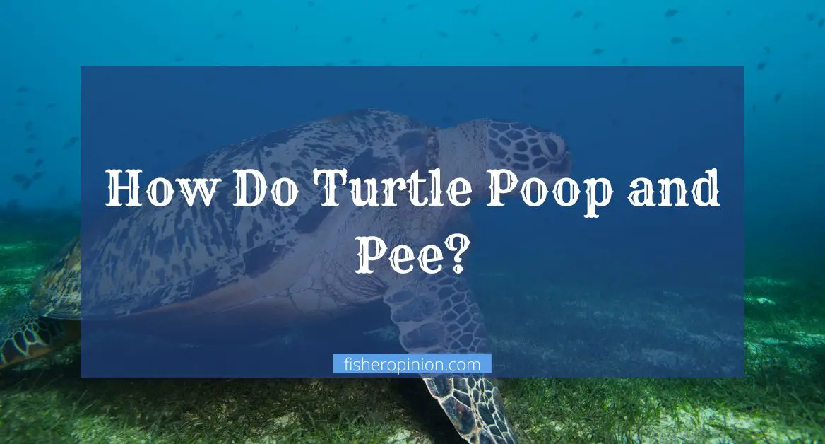 How Do Turtle Poop and Pee?