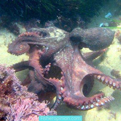 How Many Octopus Eggs Survive to Adulthood