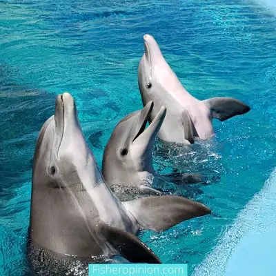 Is a Group of Dolphins Called a School