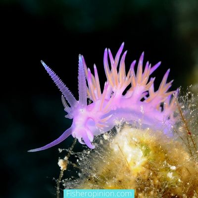 Nudibranch Characteristics