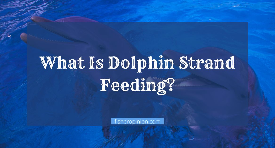 What Is Dolphin Strand Feeding