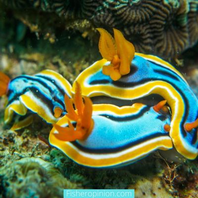 What do Nudibranch Eat