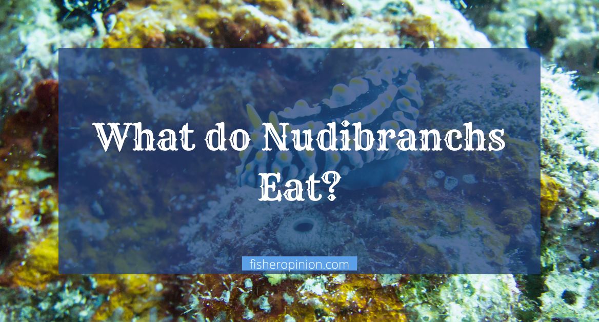 What do Nudibranchs Eat