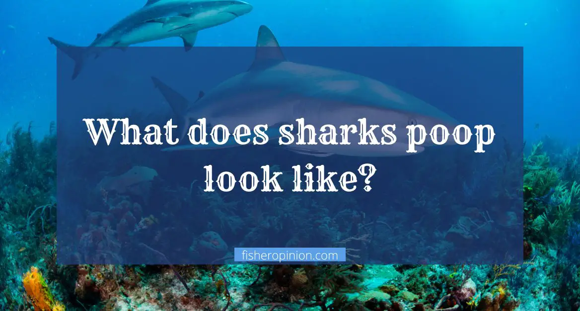 What does sharks poop look like