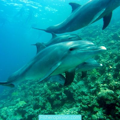 Where in the World Do Dolphins Strand Feed