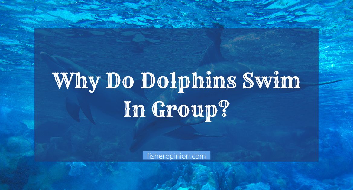 Why Do Dolphins Swim In Group