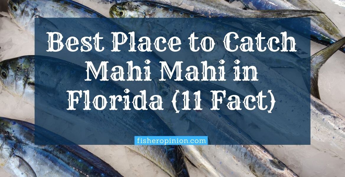 best place to catch mahi mahi in florida