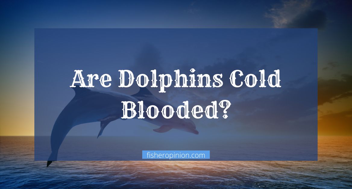 Are Dolphins Cold Blooded